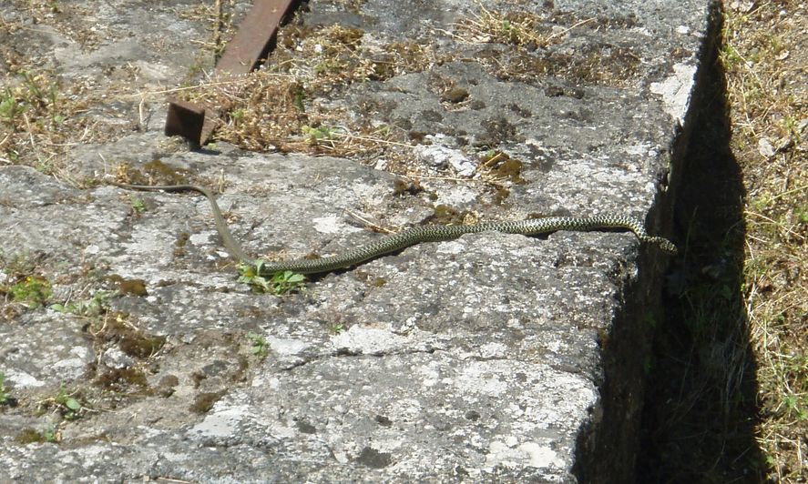 Biacchi spericolati...: da brivido!